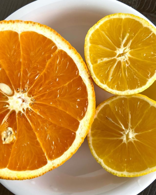 小田原 高橋果樹園のみかんたちが入荷しました🍊

無農薬、無施肥で育ったみかんは毎回大人気です♪
今回は清美オレンジと黄金柑の2種類です。

🍊清美オレンジは見た目は悪いけど、味が濃くてジュースたっぷり。
🍋黄金柑は、キリッとしたレモン系の香りにさっぱりした甘さで、酸味は少なめ。

どちらも味は保証つきです☺️

うきうきマーケットでは、ばんば商店さんも小田原のかんきつとキウイを販売します🥝

売り切れ前にぜひどうぞ♪

#ハーブスクエア 
#うきうきマーケット
#無農薬無肥料
#黄金柑
#清美オレンジ