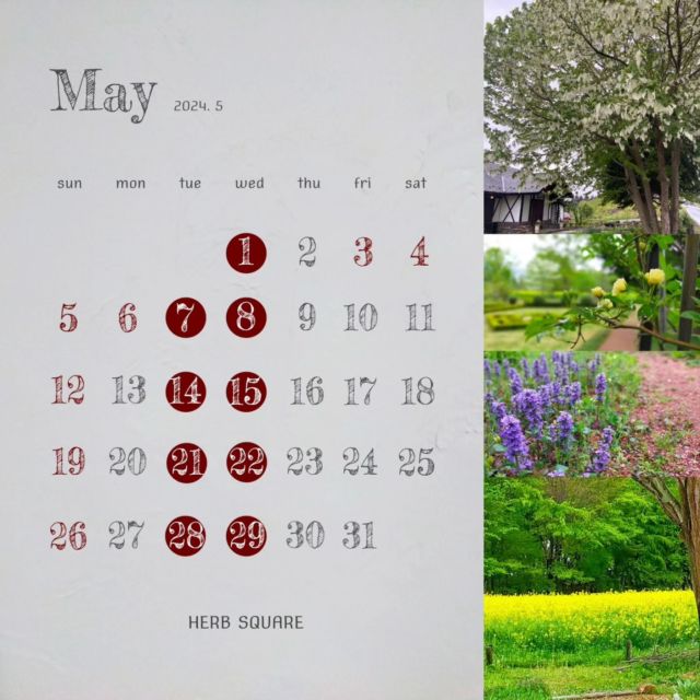 5月の営業カレンダーです🌱　⁡
⁡⁡
火曜、水曜が定休日です。⁡
今月もどうぞよろしくお願いいたします。⁡
⁡
⁡
⁡
5月1日現在、雨の中、ハンカチの木の花が満開です。⁡
菜の花は今年は早くて、もう少しで終わりそうです。⁡
⁡
新緑が美しいガーデンをゆっくりお散歩しにいらしてくださいね🍀⁡
⁡
________________________________⁡
⁡
イベントスケジュール⁡
⁡⁡
3日(金)　アロマサロン ルポ⁡
⁡
4日(土)　アロマサロン ルポ / 高橋農園(小田原無農薬かんきつ)⁡
⁡
6日(月)　エコサスマルシェ＋メエソープラボ⁡
⁡
10日(金)　ガーデンボランティア⁡
⁡
13日(月)　エコサスマルシェ＋メエソープラボ＋苗屋 豆ってい⁡
⁡
17日(金)　ガーデンボランティア　⁡
⁡
20日(月)　エコサスマルシェ＋メエソープラボ＋苗屋 豆ってい⁡
⁡
24日(金)　ガーデンボランティア⁡
⁡
25日(土)　うきうきマーケット⁡
⁡
27日(月)　エコサスマルシェ＋メエソープラボ＋苗屋豆ってい⁡
⁡
⁡
アロマサロン ルポ @__repos__⁡
⁡
エコサスマルシェ @ecosusmarche⁡
@azumino_sin_farm  @yuriko_sea ⁡
@okapi.mumin @goka_ishow⁡
@gappido_pain⁡
⁡
メエソープラボ @mituroumee⁡
⁡
苗屋　豆ってい @naeya_mamettei⁡
